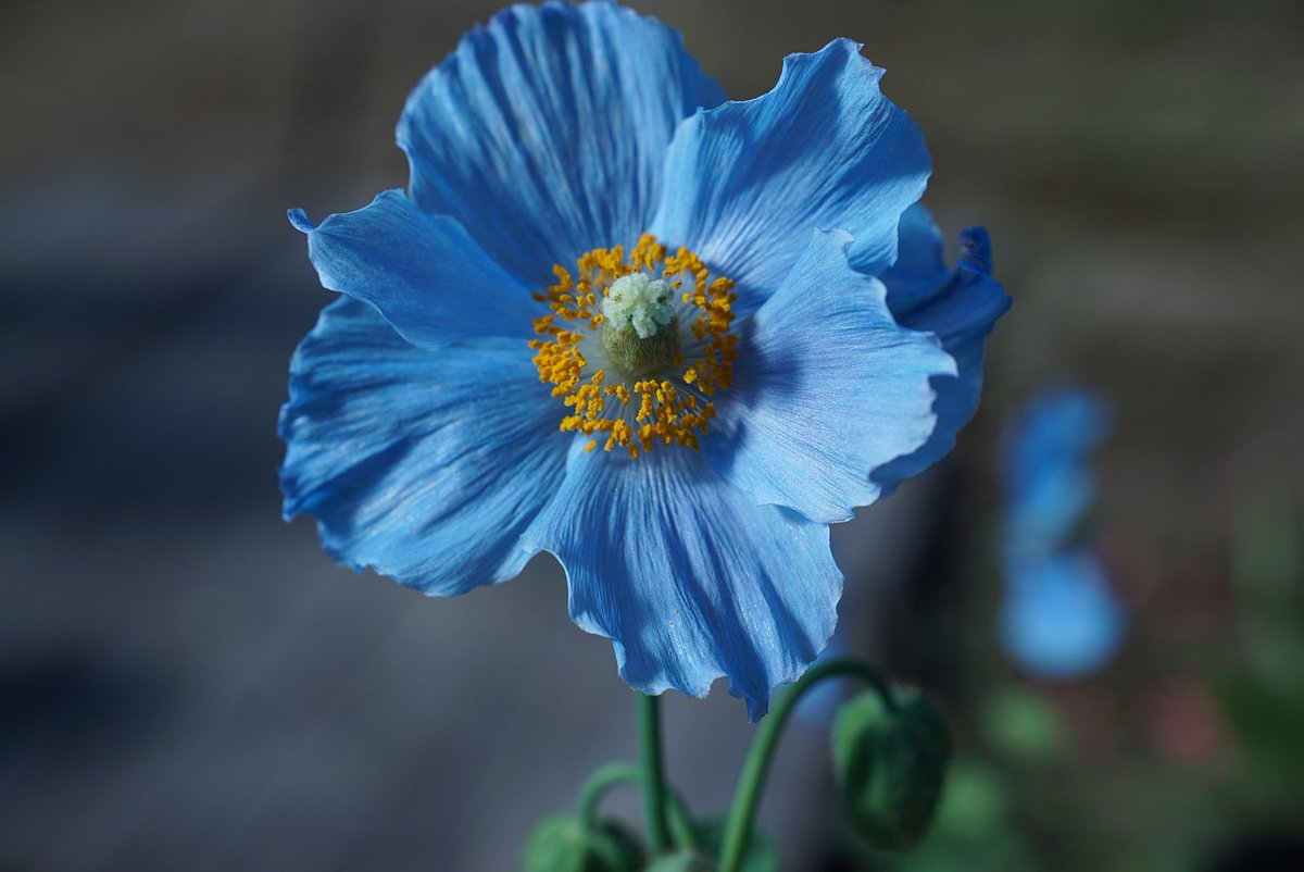 Fiore d'azzurro-
orgoglio di Natura
accarezzato dal Sole...

#VentagliDiParole
#inhaiku
#fotohaiku