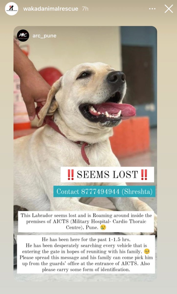 mystic_meera's tweet image. #Pune #DogsOfPune #labrador