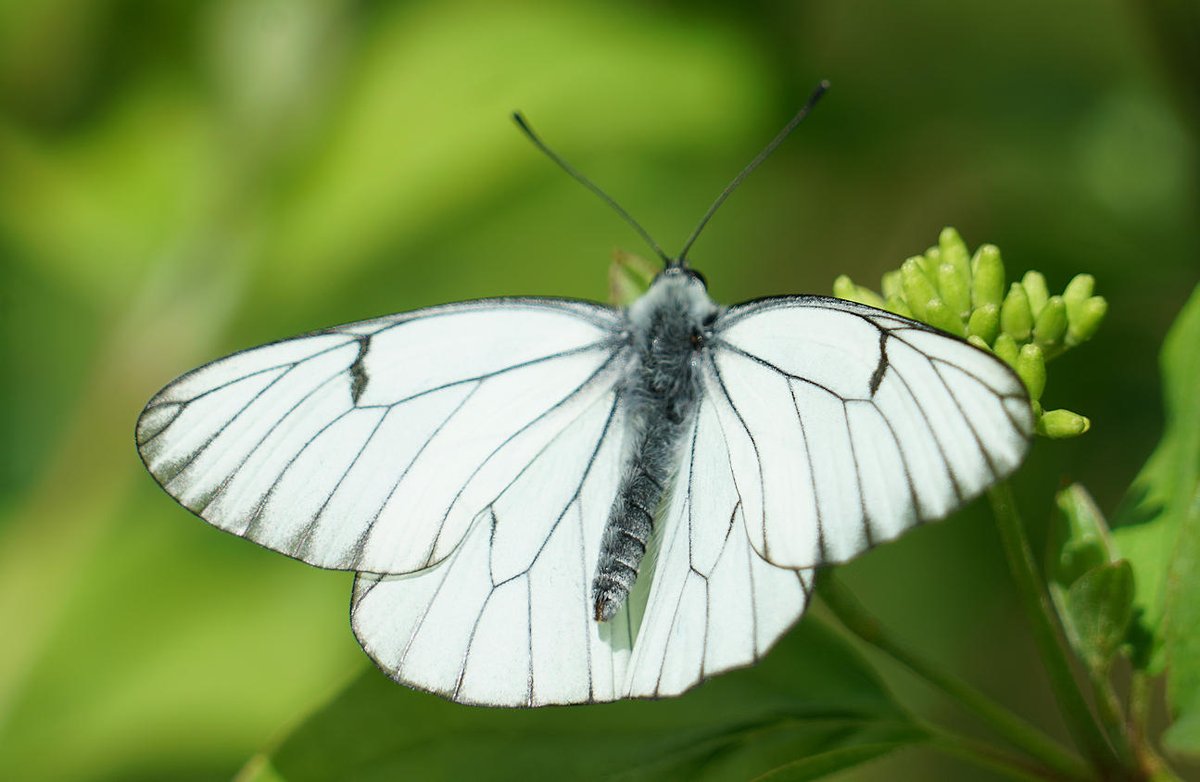BC Surrey (@bc_surrey) on Twitter photo Black-veined Whites flying for 2nd year at Hutchinson's Bank. Photo: Martin Wills. butterfly-conservation.org/in-your-area/s… <a href="/savebutterflies/">Butterfly Conservation 🦋</a> Black-veined Whites flying for 2nd year at Hutchinson's Bank. Photo: Martin Wills. butterfly-conservation.org/in-your-area/s… <a href="/savebutterflies/">Butterfly Conservation 🦋</a>