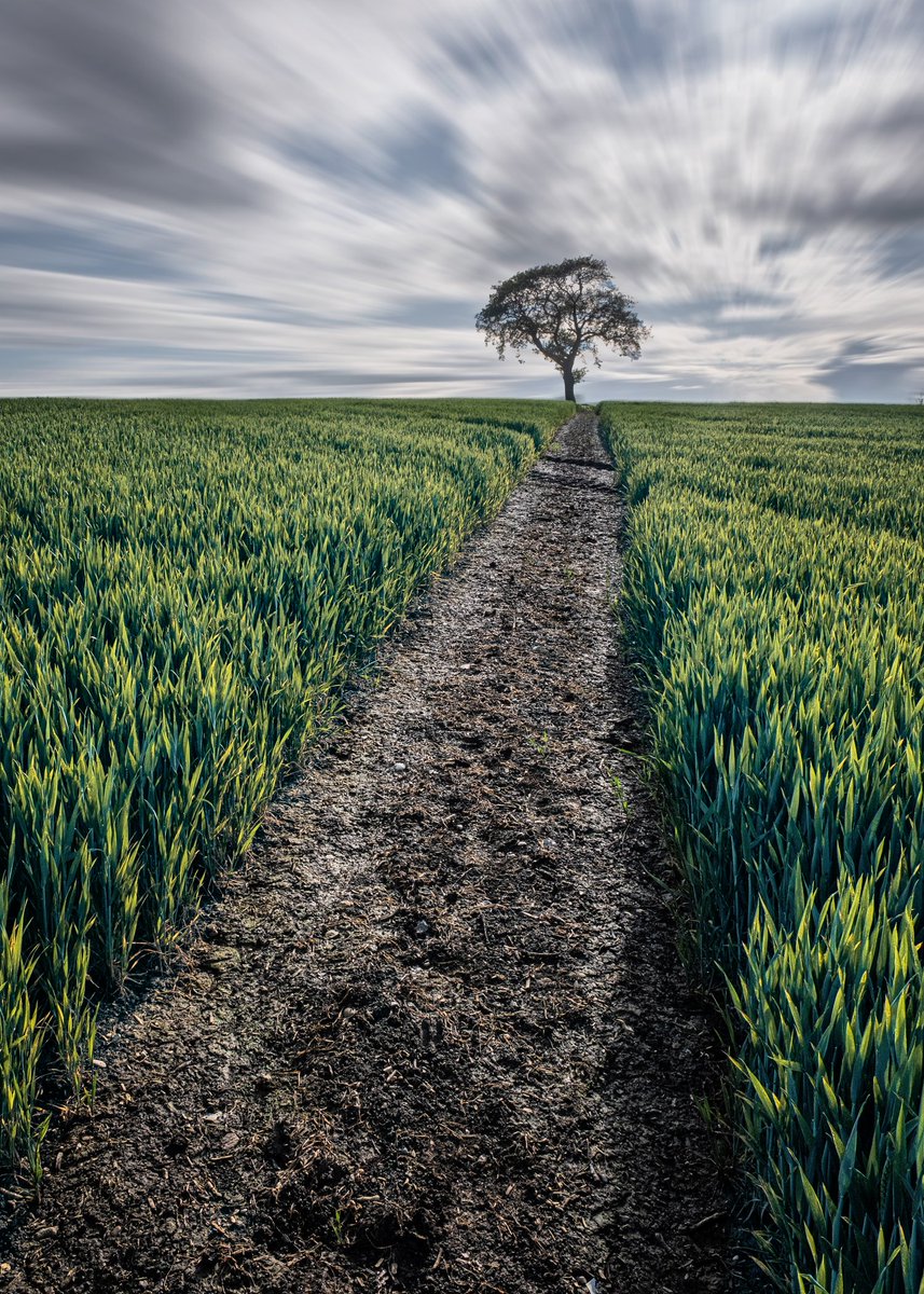 Scouted out this location yesterday, when the crop turns a golden brown and at at sunset. I think this will really be good. #fsprintmonday #sharemonday2024