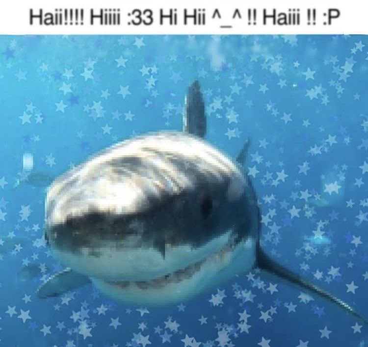 minbyuu's tweet photo. @miaijcmc my favorite animal :3 https://t.co/PZ5Dwewu7L