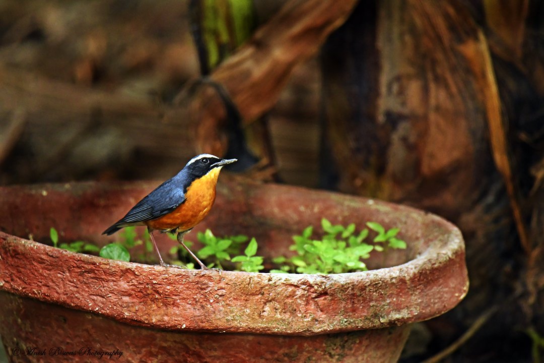 ~ Devine Light ~ 
.
.
.
~ Indian Blue Robin {M} ~ April - 2024 - Rabindra Soravar Lake Kolkata City ~
.
.
.
.
~ Nikon D7500 With Tamron SP 150-600M Di VC USD f/5 - 6.3 G2 ~
.
.
.
.
.
.
.
.
.
.
.
.
.
.
@nikonindiaofficial
@nikonasia
@tamronindia
@NatGeoIndia