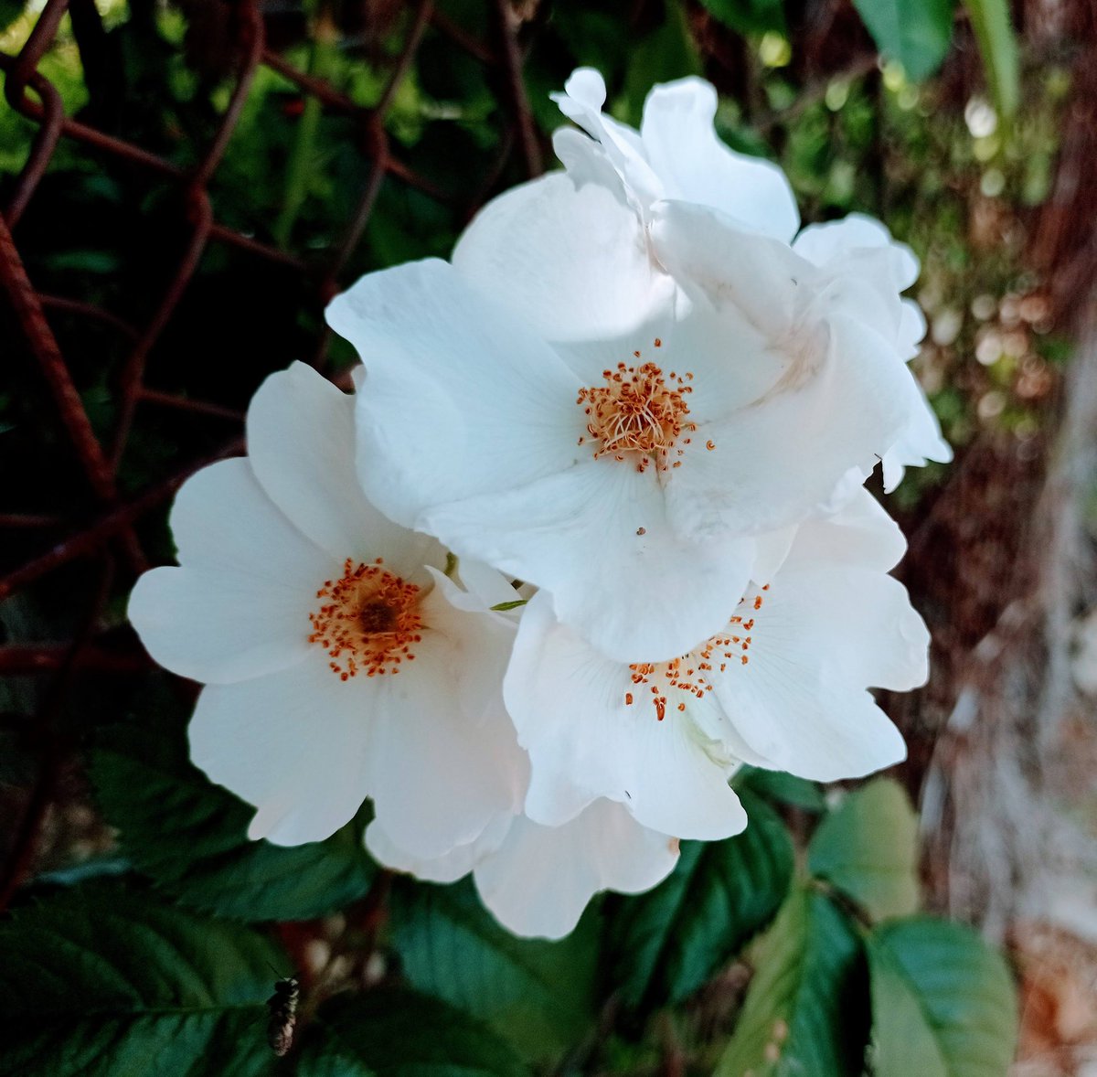 La frescura de la flor blanca, flores de escaramujo #arbustosenflor #mayoflorido @RJBOTANICO @aazagra @AquilaNatura @PlanetadeFlores @Amor_Plantonico @senyuanzhou7 @sita507562591 @botanicoalcala @giil_jose @sobrino_antonio @tomeandres @ilenagm @MNievesSanchez1 @anamaria190977