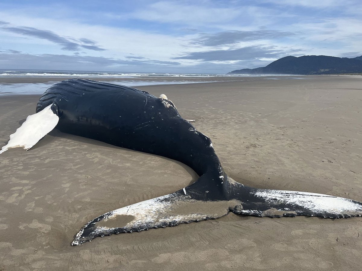 fox12oregon's tweet image. UPDATE: NOAA says the dead whale seen floating off the Oregon coast has washed ashore. The public is being asked to stay away from the carcass so they can conduct an exam: kptv.com/2024/05/27/dea…