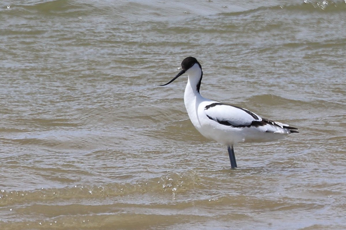 Three stunning Avocets are currently enjoying a bit of r'n'r on the Adur Estuary SSSI. 😍

Such delicate birds, they are always worth a look. 💚

So get down to the Adur if you can before they move on!