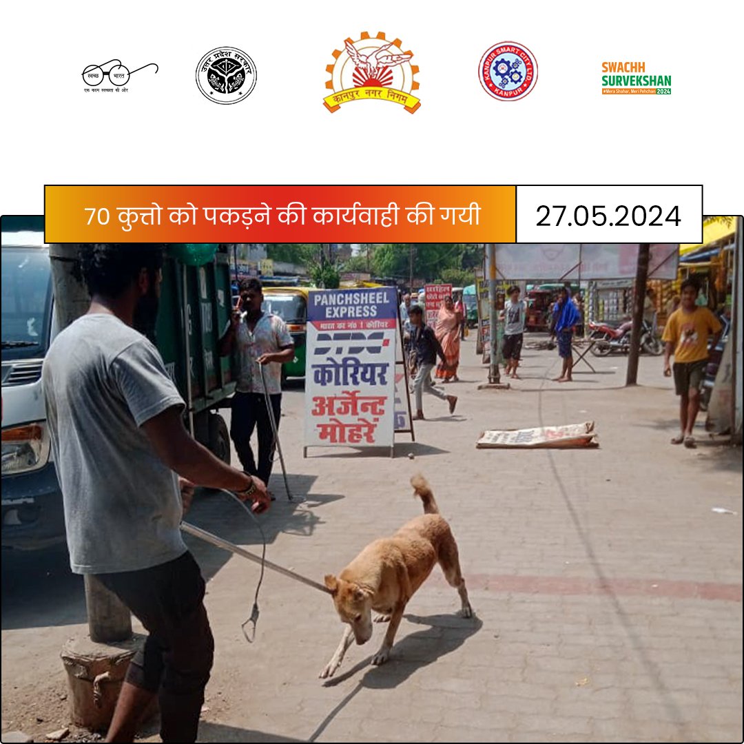 आज दिनांक 27.05.2024 को सीटीआई पुल के आस-पास के क्षेत्र में अभियान संचालित कर 70 कुत्तो को पकड़ने की कार्यवाही की गयी।#कानपुर @MoHUA_India @SBM_UP @CMOfficeUP @ChiefSecyUP @CommissionerKnp @Shiviasup @UPGovt @DMKanpur