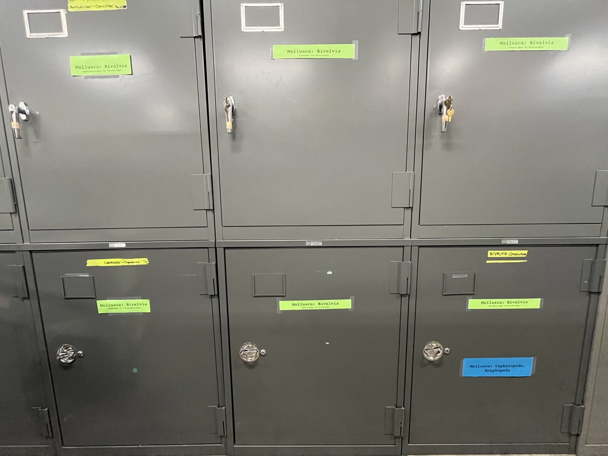 who knew 6 cabinets of bivalves could cause me so much effort — but it’s all so much better now!