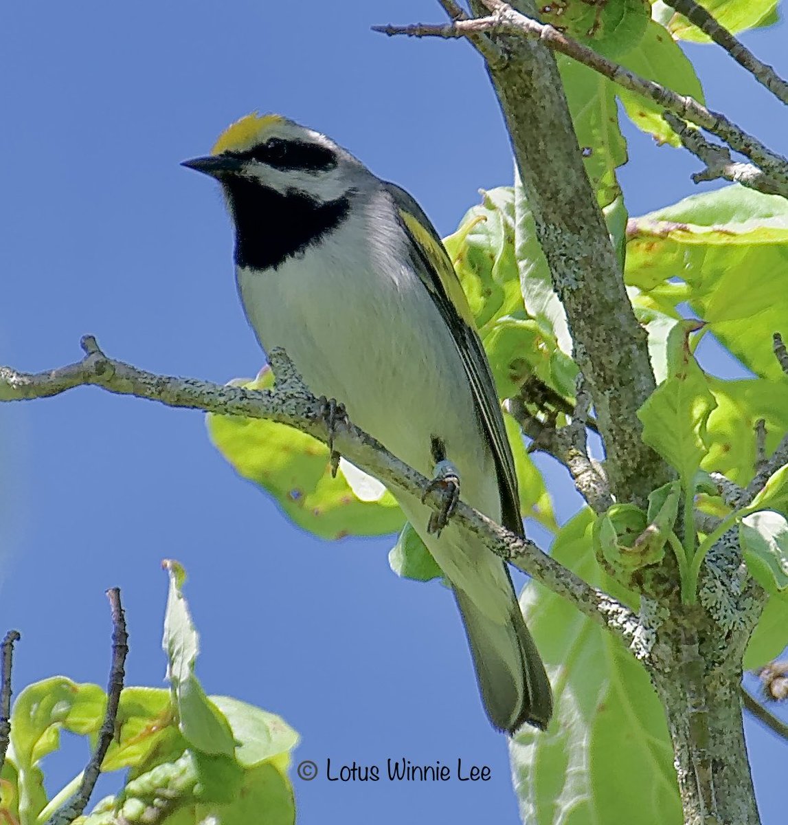 Some pictures of the gorgeous Golden-winged warbler in Sterling Forest State Park on Saturday 5/25/2024. Had a fabulous time with Amy ⁦@sackettstsnaps⁩ Our yearly event! 😁😀No ticks & no Rattle Snakes this time around. #goldenwingedwarbler #warblers #birdwatching #wildlife