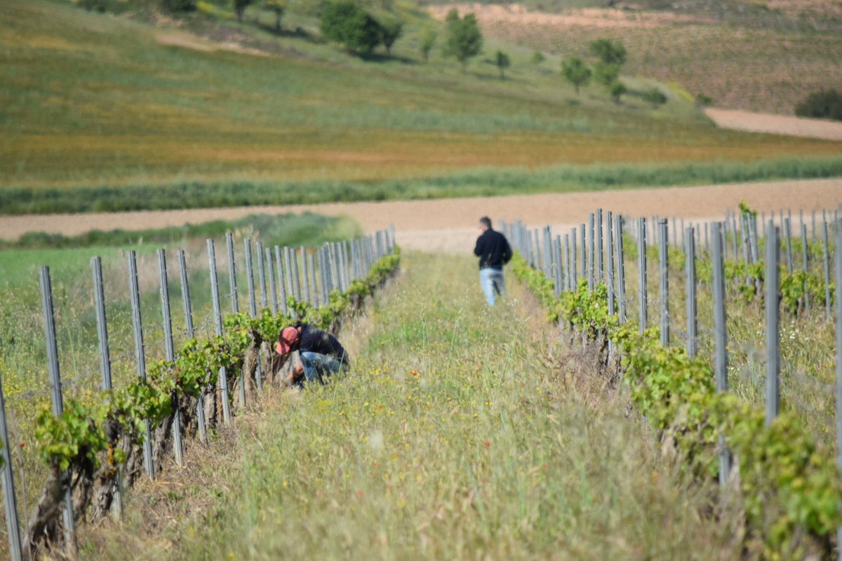Bodegas Peñafiel tweet media