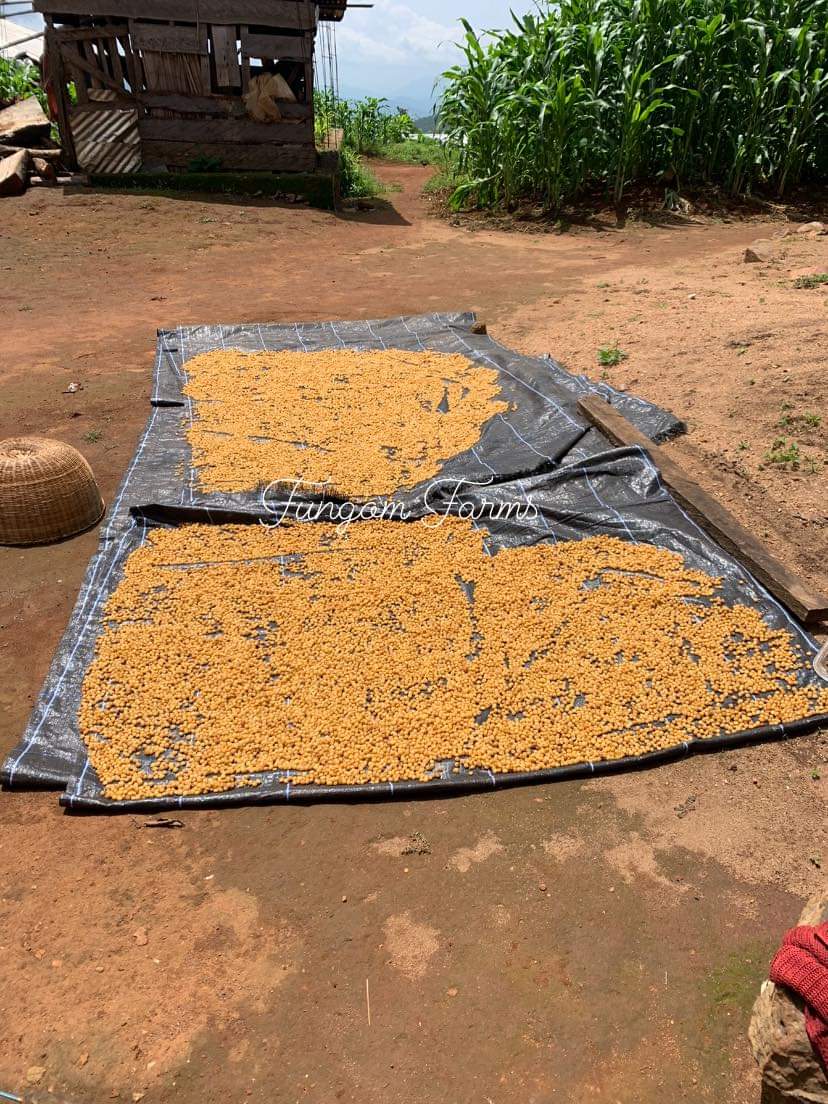 How much is a glass of “Njasang” sold for in your area?

In the Mekaf village a glass is sold for 250 frs. 08 glasses for 2,000 frs.

#farming #agriculture #FungomFarms #spices