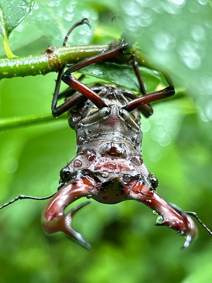 Hang tight 🌿👀 A volunteer captured these great photos of a male giant stag beetle (aka elk stag beetle) 🌳 The "elaphus" in their Latin name ("Lucanus elaphus") stems from the Ancient Greek ἔλαφος (élaphos) meaning “deer”.
