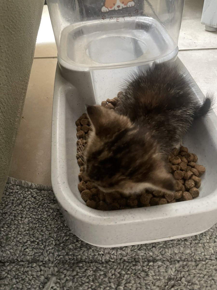 lolnotlili's tweet photo. she put her whole body in the cat food #biggums https://t.co/tlaurl4OPl