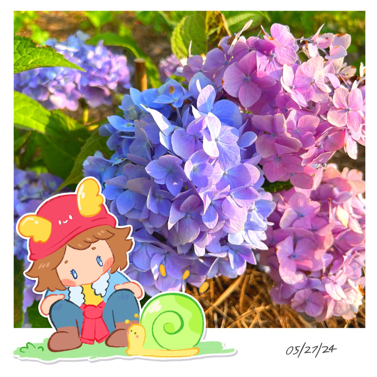 Todays #WhatDidSkyeFind is the Mophead Hydrangea! 

native to Japan, their blooming signifies the beginning of “梅雨 (Tsuyu)”, which is the Rainy Season in Japan, and the start of Summer! Their color varies between Purple, Pink, & Blue depending on the acidity of the soil!