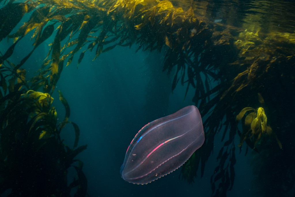 Later this week, we’ll dive into a region home to invaluable kelp ecosystems in the newest “A Sea of Hope” episode. But how do these flowing forests help our planet as a whole? Learn more: sealegacy.org/kelp-forests-p… 📸 by @cmittermeier