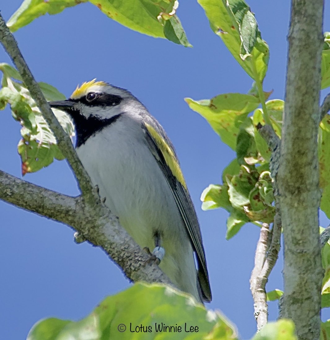 Few more pictures of the gorgeous Golden-winged warbler in Sterling Forest State Park on Saturday 5/25/2024. I just love this bird! ❤️💚💙#goldenwingedwarbler #warblers #birdwatching #wildlife