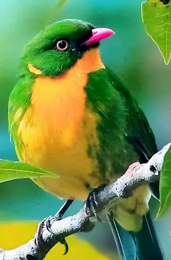 Splendid bird 🐦🦜💚💛🍀🍃🫶🌿