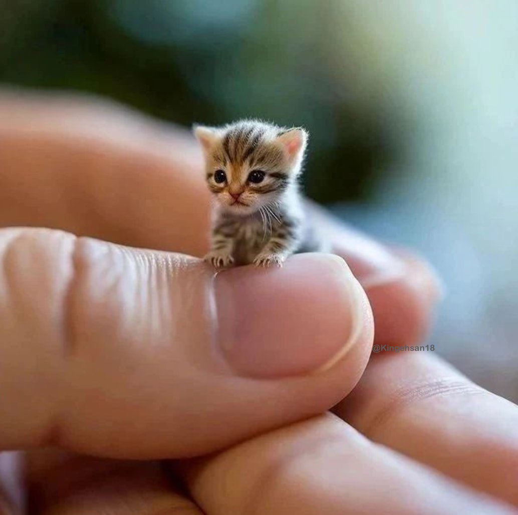 𝐌𝐚𝐭𝐭 𝐏𝐢𝐧𝐧𝐞𝐫 tweet media