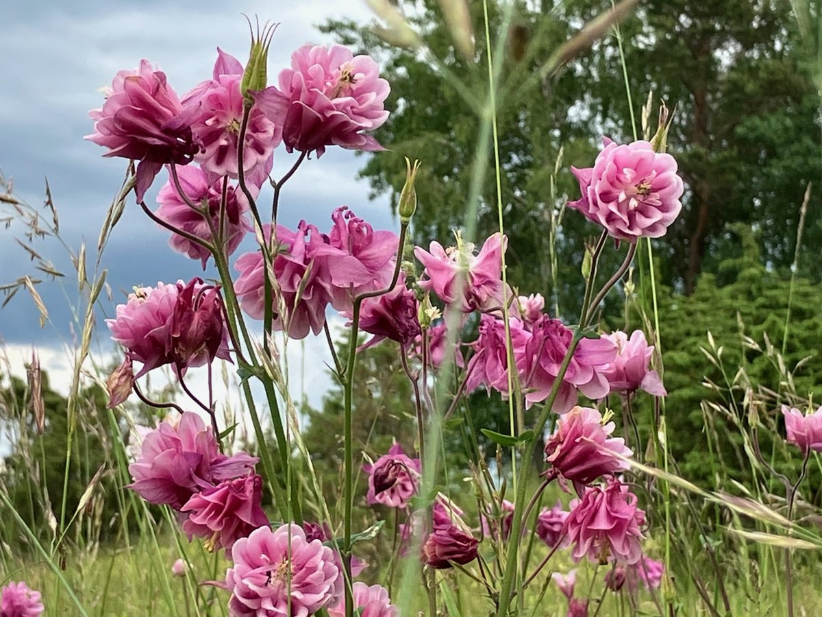 Swhomerjs's tweet image. ...on my little hike today....