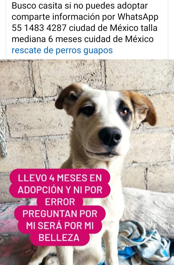 En ADOPCIÓN inf teléfono foto RT🙏 @FundacionToby @iztalccihuatl @MascotasSismo @RosarioPoncePe1 @AnimalesPerdid2 @ProyectoSixPack @Animales_CDMX @DefensaAnimal @PrrosPerdidosMX @RAFIFIU76 @_PatriciaAnaya @mamiblue2015 @TlalpanVecinos @mamiblue2015 @guerashome @EsEstra RT 🙏