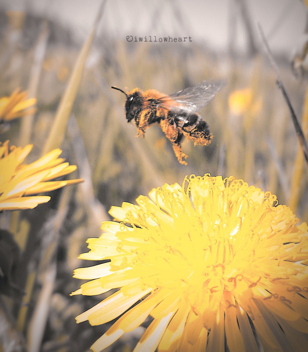 Lift me up

#naturephotography
#macrophotography 
#bees #pollinators  🐝