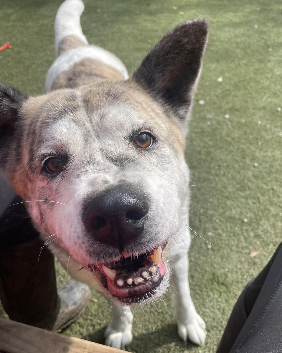 AdoptionsUk's tweet photo. Please retweet to help Bella find a FOSTER OR FOREVER HOME #BRISTOL #UK  Sadly we are still desperately looking for a foster home to get sweet Bella out of kennels 💔It’s a huge change for any dog used to a home environment let alone when you are nearly 12 years old. Bella loves people and needs somewhere quiet to rest her paws…  
Please continue to share her foster appeal. Thank you
DETAILS or APPLY👇
 https://t.co/G1bKpiJ8jC……………    
#dogs #pets #adoptdontshop #Akita #Bath #Avon #Somerset #England #Glastonbury