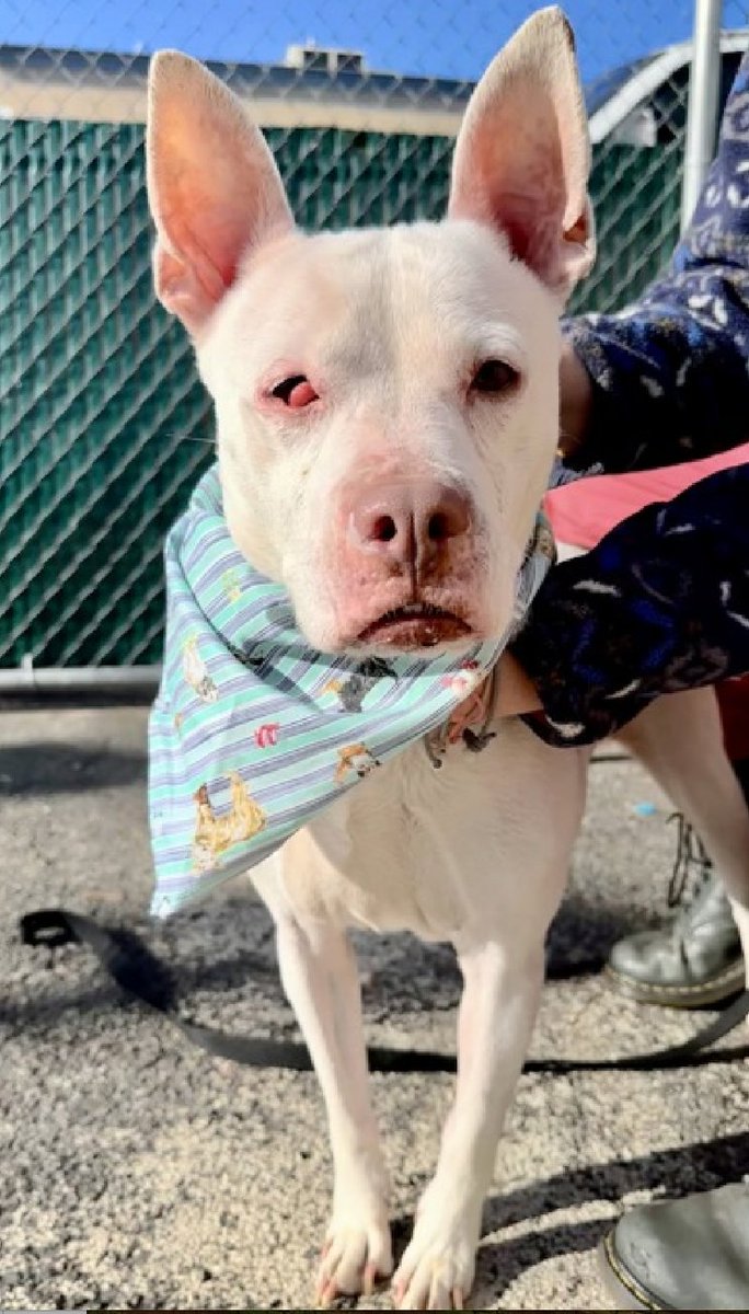 PRIORITY PLACEMENT #NYCACC #97DayInShelter
Will O' Wisp 🐰This sweet bunny puppy has survived NINETY-SEVEN days @ NYCACC - she is now on the ⏰countdown clock with the new list sorting at the shelter. 
🏁 She has lots of pledges but that does NOT seem to matter. She needs a human