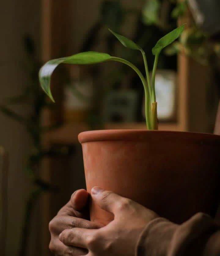 هیفـا🌱🇦🇪 tweet media