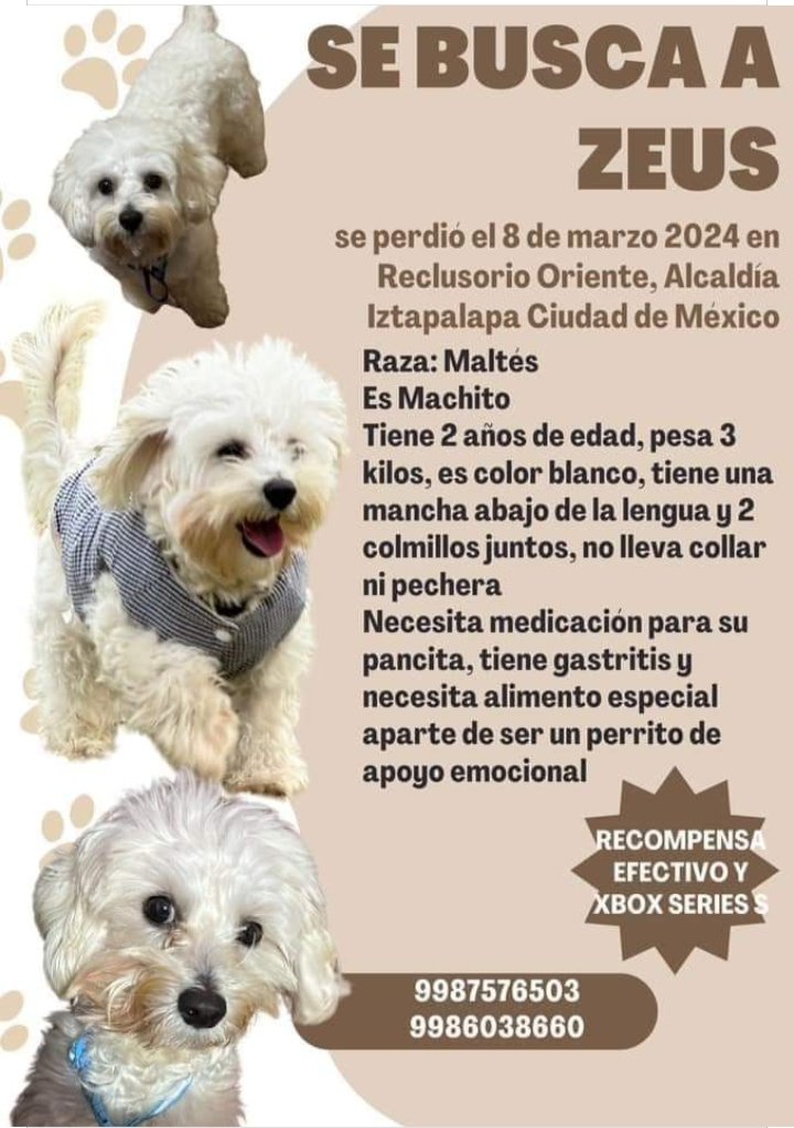 EXTRAVIADO inf teléfono foto RT🙏 @FundacionToby @iztalccihuatl @MascotasSismo @RosarioPoncePe1 @AnimalesPerdid2 @ProyectoSixPack @Animales_CDMX @DefensaAnimal @PrrosPerdidosMX @RAFIFIU76 @_PatriciaAnaya @mamiblue2015 @TlalpanVecinos @mamiblue2015 @guerashome @EsEstra RT 🙏