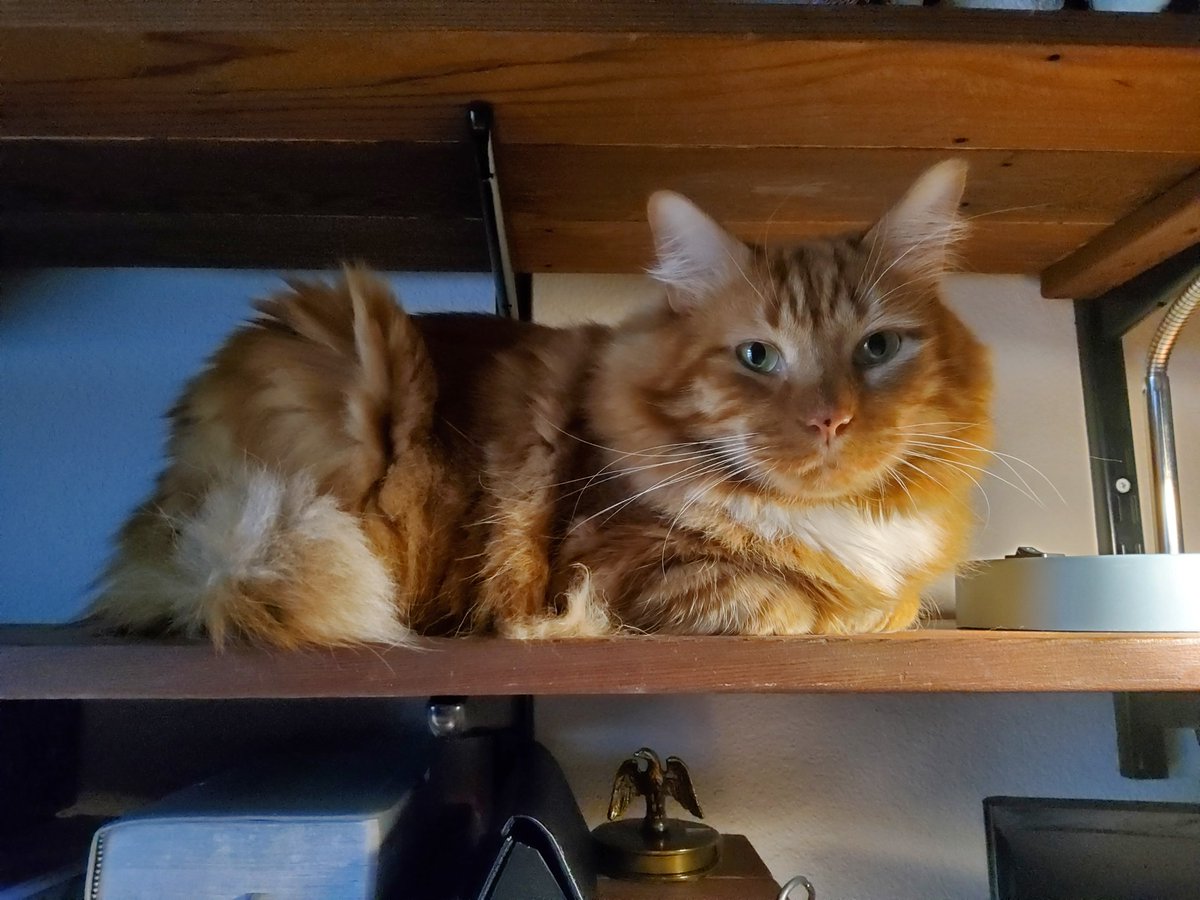 Loaf on a shelf 🐈
 #KittyLoafMonday #CatsOfTwitter #CatsOfX #CatsAreFamily #Chilltent 🐾💙