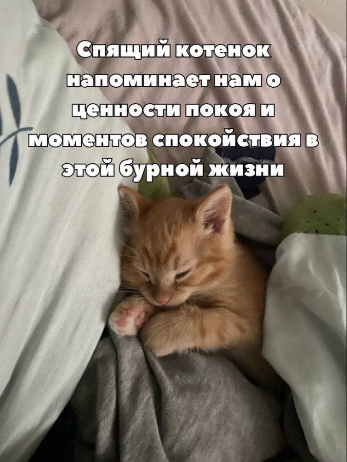 cats, i love cats (@catsilcats) on Twitter photo 