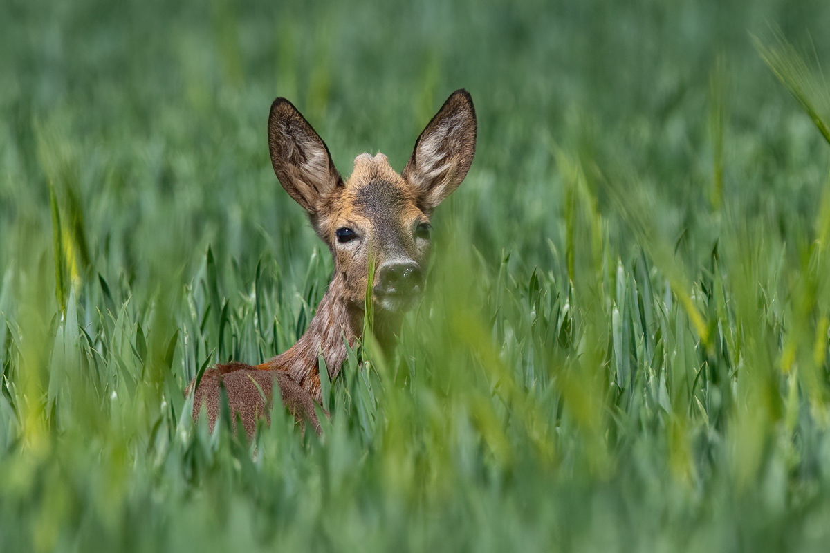 Vakar saskrējos ar vienu nekaunīgu pusaudzi miežu laukā. Dienas vidū bradāja pa labību un nelikās traucēts. Kuldīgas novads.