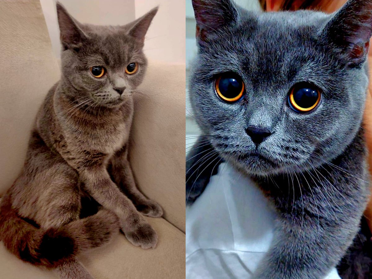 Ücretsiz kedi sahiplendirme 10 aylık british short kedi aşıları tam kısırlaştırılmadı tamamen ücretsizd... Konum: Aydınlı, 34953 Tuzla/İstanbul, Türkiye Detay: miyavru.com/ilan/ucretsiz-… #kedi #köpek #miyavru