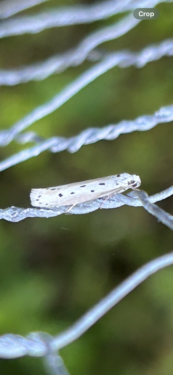 Matt Busuttil (@buffmypylon) on Twitter photo Looks like Ethmia terminella so a possible migrant 14/5 VC13 <a href="/MOTHIDUK/">UK Moth Identification</a> <a href="/MigrantMothUK/">Migrant Lepidoptera</a> <a href="/griffiths_lyn/">Lyn Griffiths</a> #UKmoths Looks like Ethmia terminella so a possible migrant 14/5 VC13 <a href="/MOTHIDUK/">UK Moth Identification</a> <a href="/MigrantMothUK/">Migrant Lepidoptera</a> <a href="/griffiths_lyn/">Lyn Griffiths</a> #UKmoths