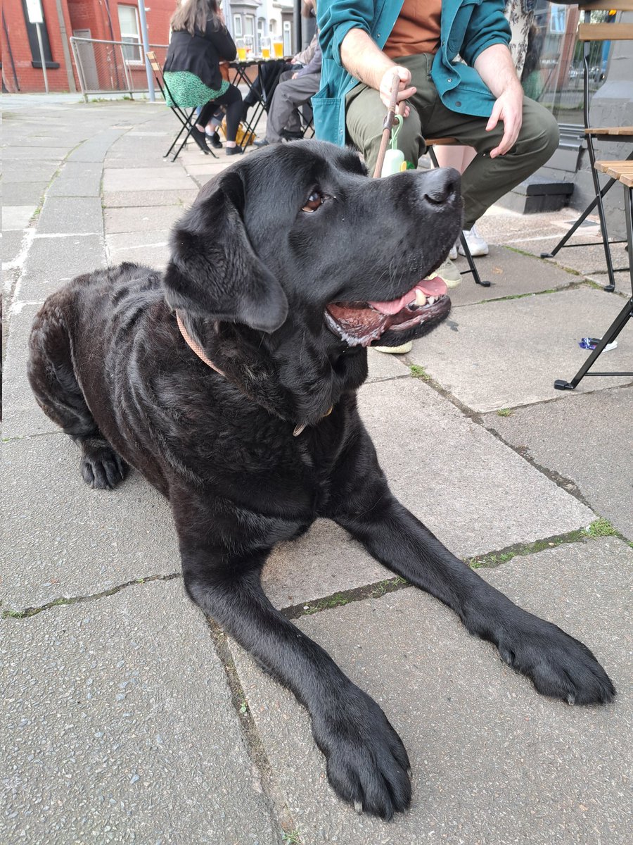 Pub Dog of the Day Meet Winston, four-years-old, his mum and dad are away so friends are looking after him in Garston. I'm told he's a proper lady's man and is loving life. 💙