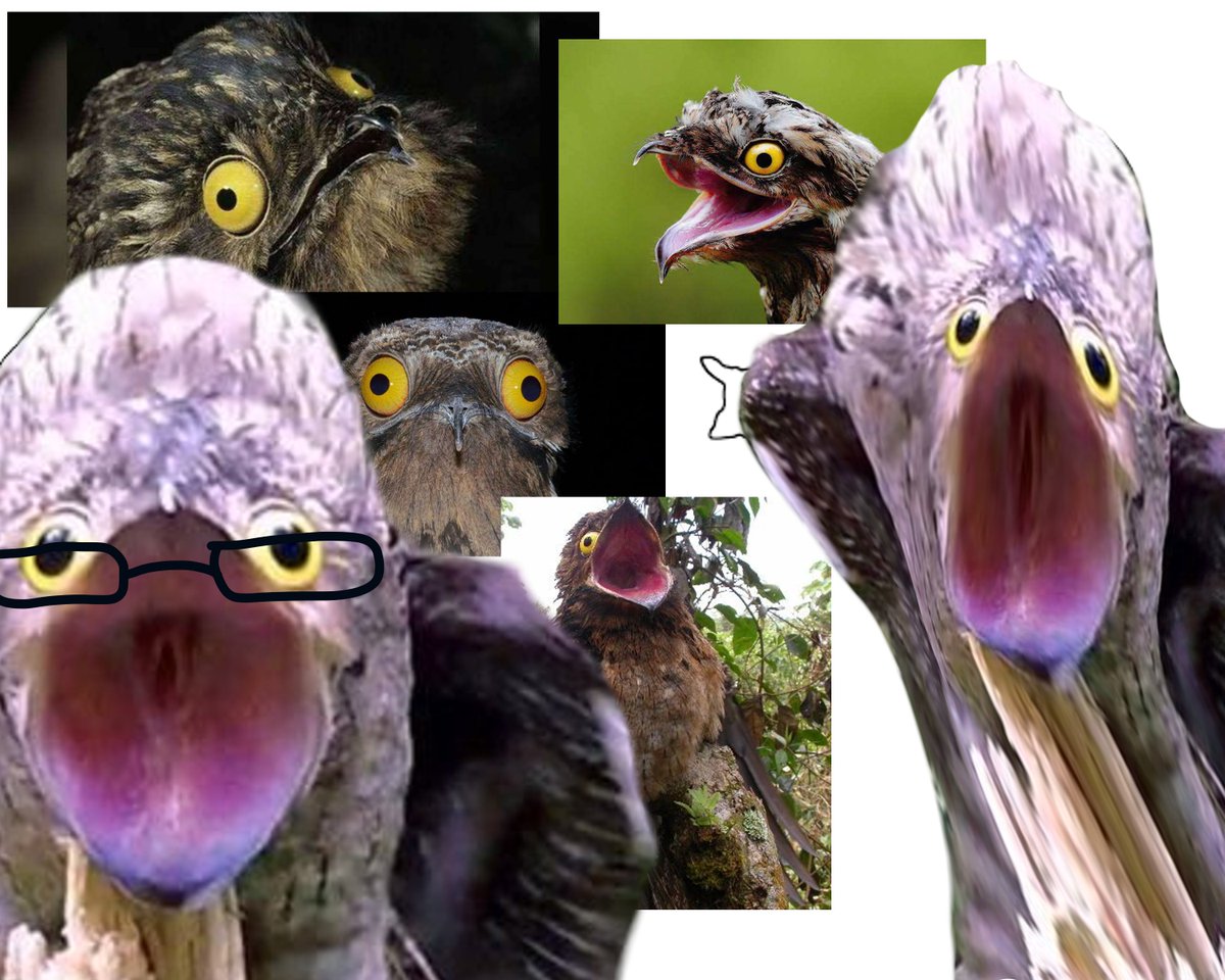 Probably the most cursed shit I have found through my files.
#potoo #cursed #shitpost