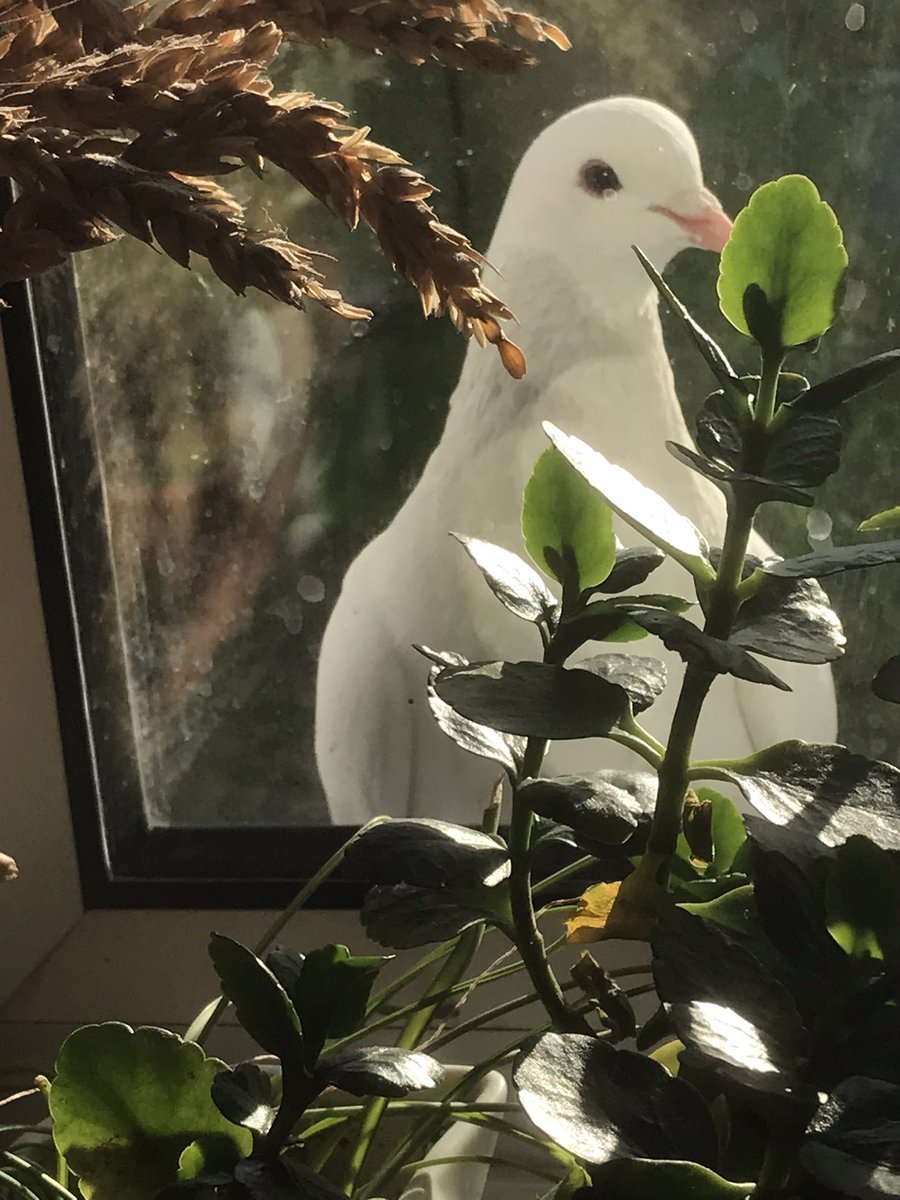 My mate just tapped on the kitchen window to let me know he wants feeding!