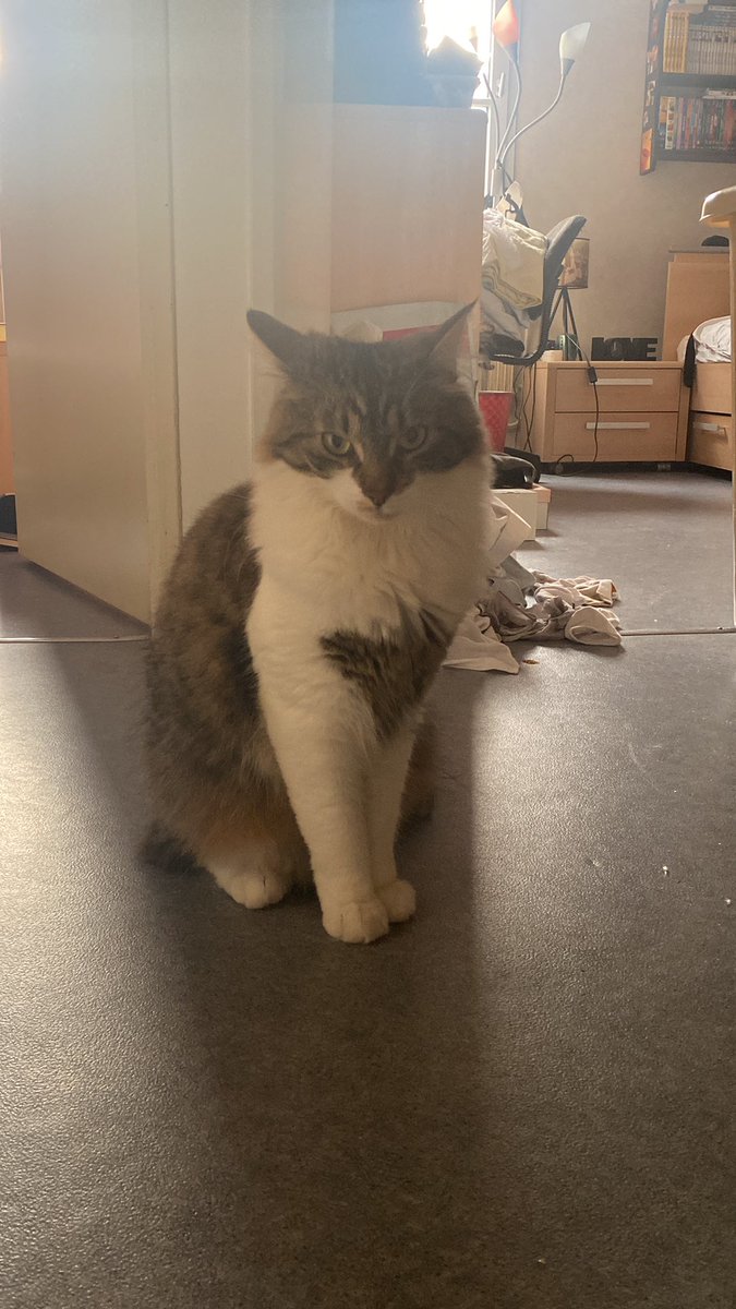 Groscar2's tweet image. La nouvelle chanson que c’est celle de maman :
🎶 Mon beau loulou, roi des loulou, que j’aime ta pwalure 🎶