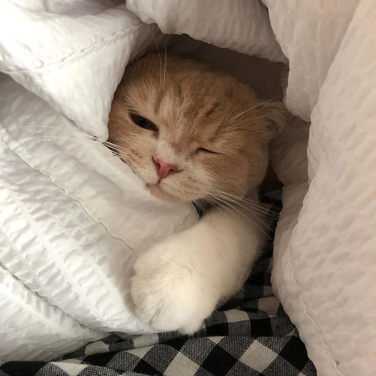 Good night 😴