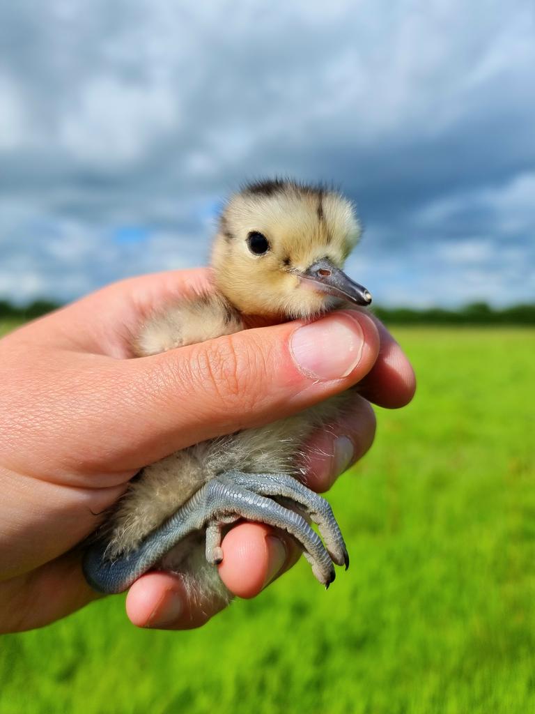 Working the Bank Holiday wasn't all that bad. More #Curlew chick ringing & radio tagging at #SAVCurlews today...