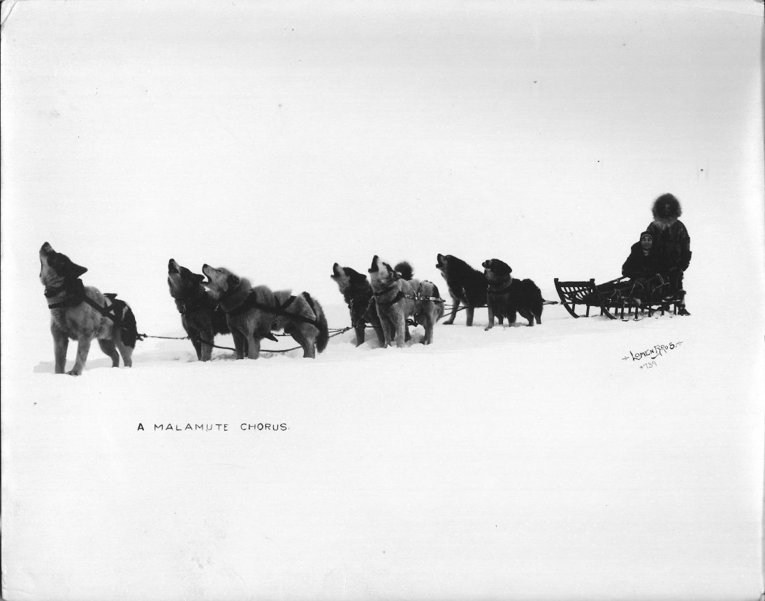 It’s “A Malamute Chorus” Monday! 

Not really, we just made that up. 

📷: National Park Service, KLSE 1001.003.001 

#FindYourPark #EncuentraTuParque #Malamutes #GoldRush #KlondikeGoldRush 
#SledDogs