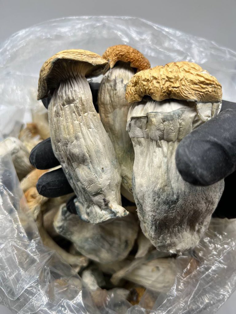 THOMOS DERICK tweet media