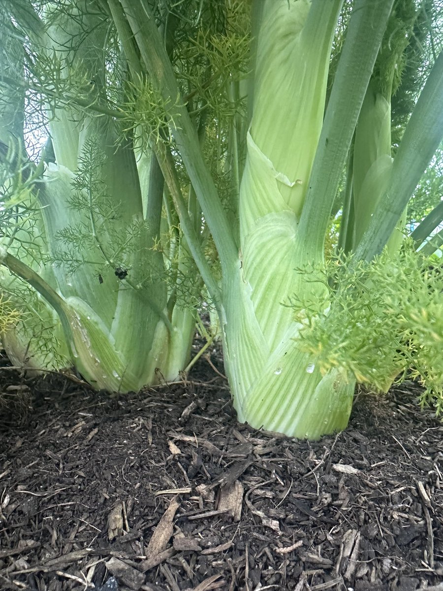 Have to say that the bulb fennel I sowed last year for the community allotment garden is looking amazing!! It didn’t seem to do much last year- but I left it in and look at it go!! I do need to harvest it, as one looks as though it’s going to seed - but man those fronds are