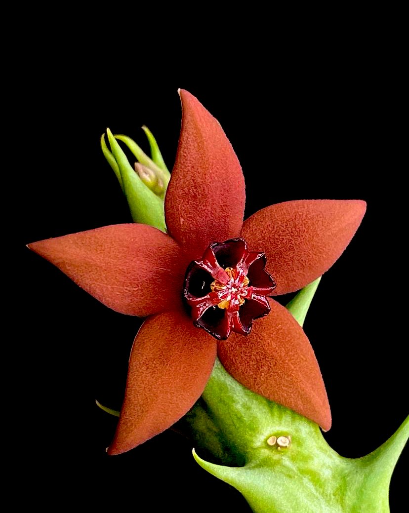 A simple and elegant succulent. 
‘Orbea gilbertii’