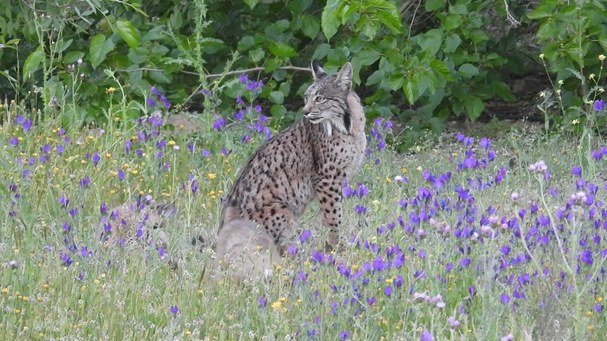 Fundación CBD-Hábitat (@FCBD_Habitat) / Posts / X, image size:1200x675