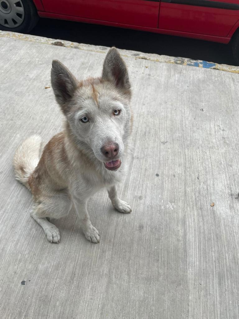 VIBRAmascotas's tweet photo. Amigos urgen hogares temporales o definitivos para perros medianos y grandes :( 
Esta nena es muy tranquila , busca un espacio donde pueda ser feliz , una familia cariñosa 
Por favor ayuda!  
#rt #cdmx #adoptaNoCompres wats 5548724347 https://t.co/JS9GC1o1bb