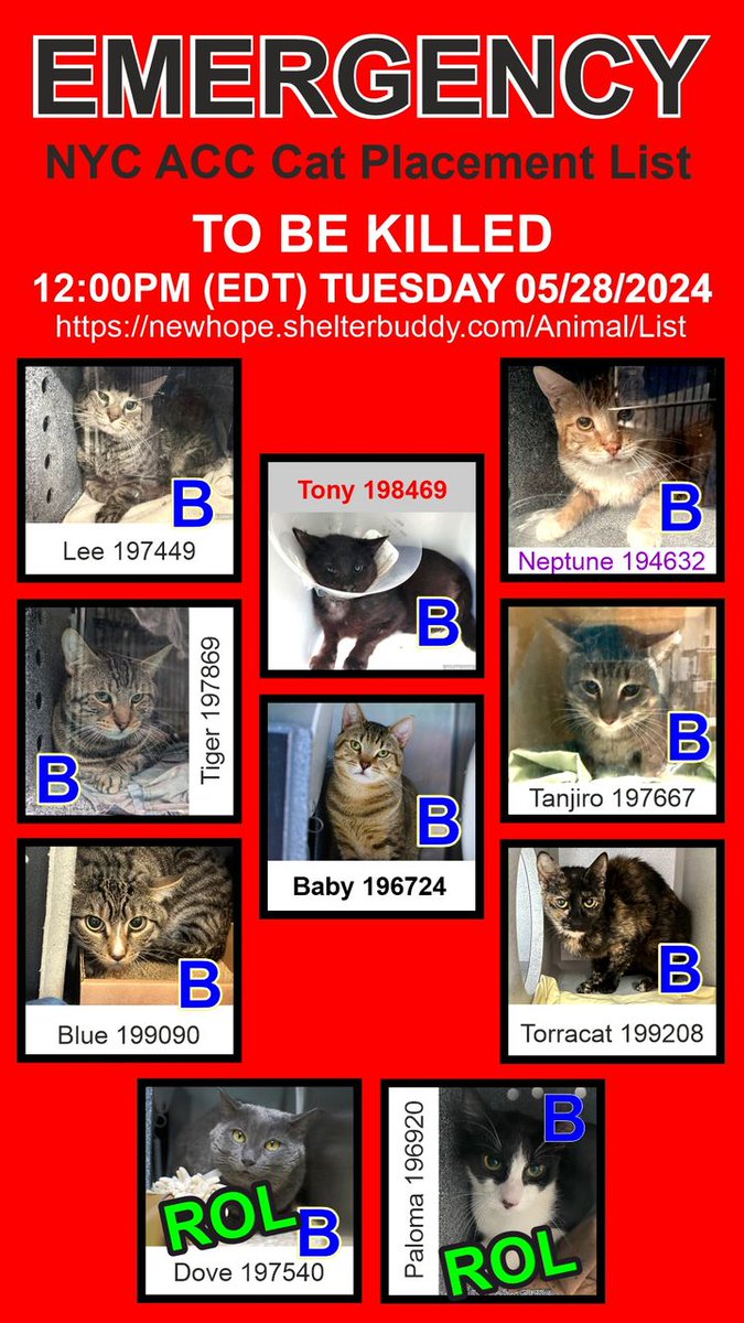 🆘🆘Emergency Placement List For 10 cats in NYC ACC Paloma & Dove have a reservation online 🍀🍀(ROL) but it may fall through 🙏🙏 Please note that Tony has also medical priorities 💔😿🙏 Hyperglycemia, wounds & oral infection 🔥🔥 The other one are all very very low on