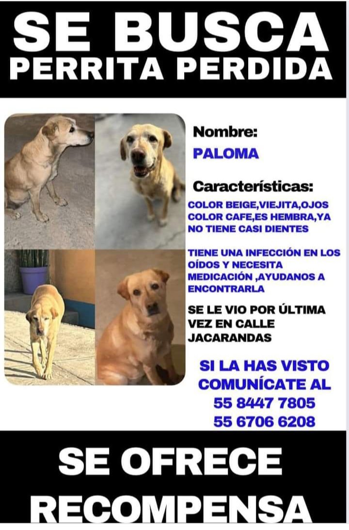 EXTRAVIADA inf teléfono foto RT🙏 @FundacionToby @iztalccihuatl @MascotasSismo @RosarioPoncePe1 @AnimalesPerdid2 @ProyectoSixPack @Animales_CDMX @DefensaAnimal @PrrosPerdidosMX @RAFIFIU76 @_PatriciaAnaya @mamiblue2015 @TlalpanVecinos @mamiblue2015 @guerashome @EsEstra RT 🙏