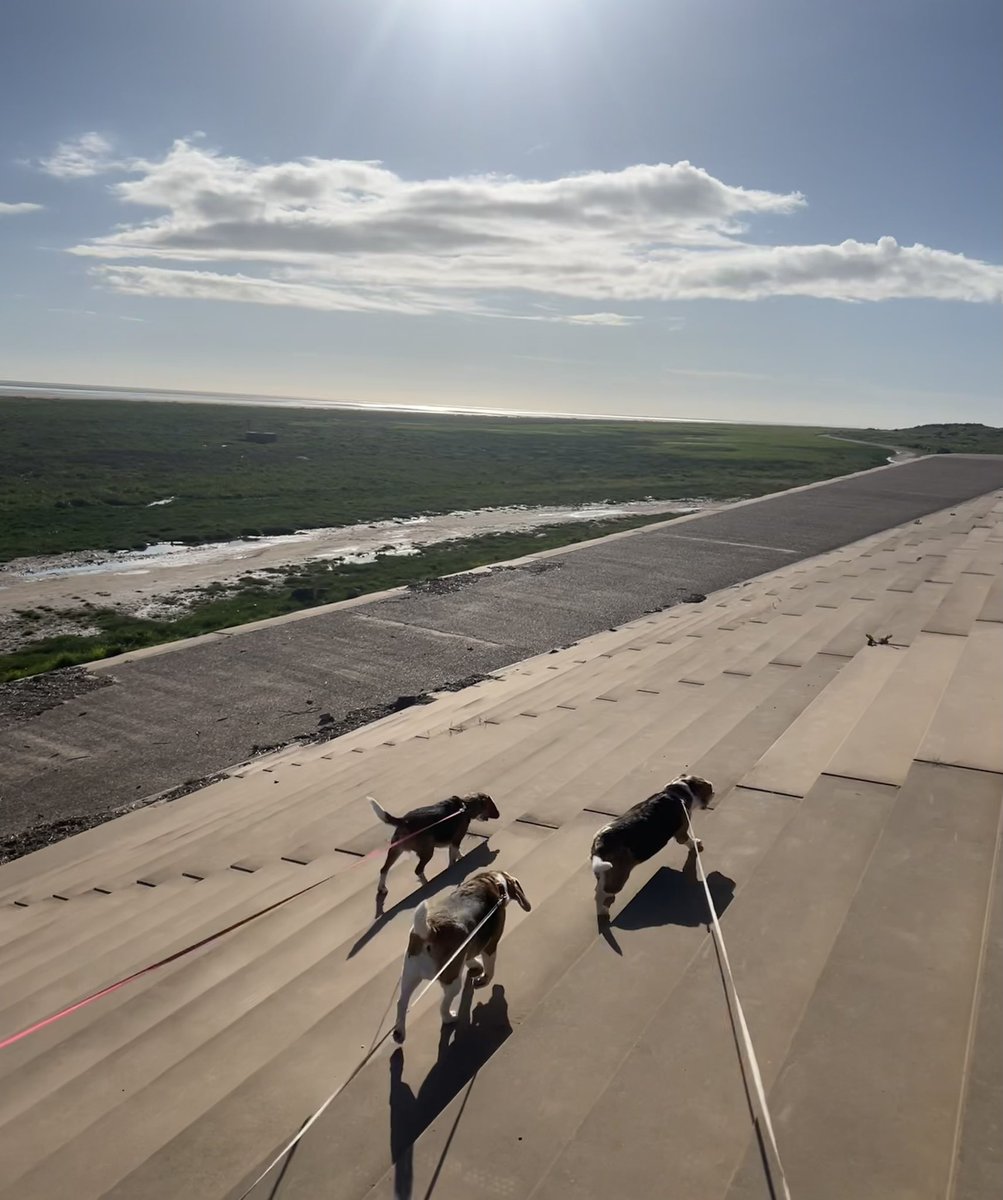 LilyandMolly1's tweet image. The sun is out and the beagle bums are out and about 🐶☀️

An evening bimble in the sunny shine is just what’s needed after a day of snoozes ☀️🥰🐶
#beagles #mondayfun