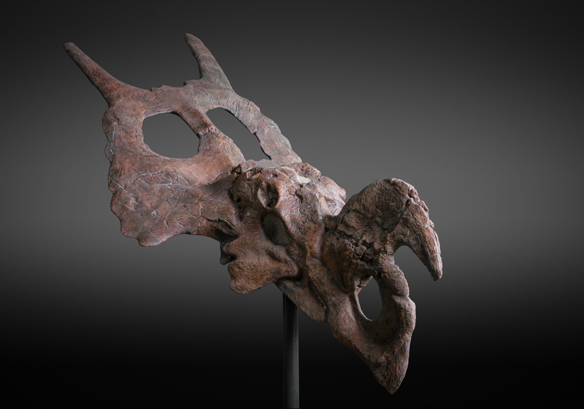 ExploreExhibits's tweet photo. Check out this #Einiosaurus procurvicornis cast, from our travelling Ceratopsians Exhibit (Horned Dinosaurs: More Than Triceratops).  

Learn more about the exhibit here: https://t.co/qB7sPAXOgp

#RCI #ResearchCastingStudios #ExplorationExhibits #HornedDinosaurs https://t.co/4o02KYtEDO