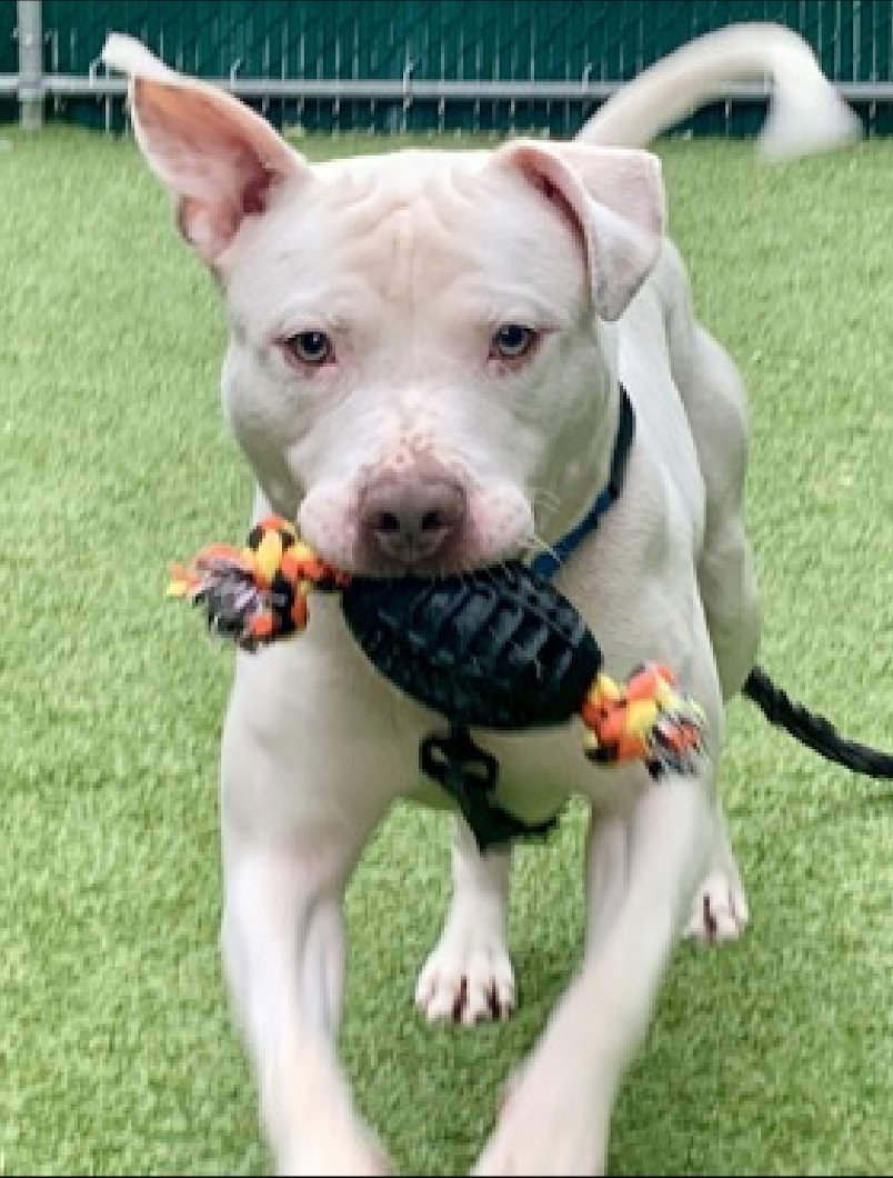 Pat has $565 in pledges - why is he still here?   He needs out and off the dreaded countdown clock of NYCACC! Bring this old soul into your life - you will NOT be sorry!#SavePat #83DaysInShelter #Adopt #Foster